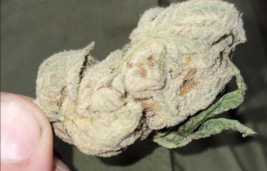 A closeup image of a cannabis bud.