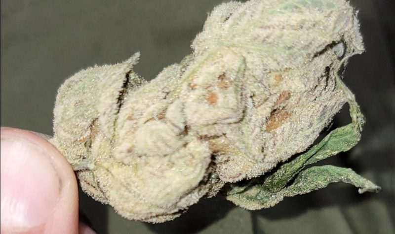 A closeup image of a cannabis bud.