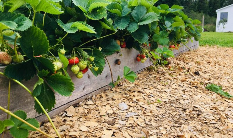 Des plants de fraises rouges et blanches dans un bac de bois.