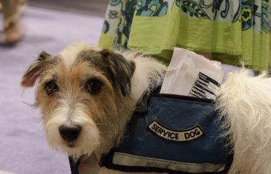 A picture of a small terrier dog with white fur and brownish highlights on their head. It is wearing a service dog vest; a piece of paper sticks out of the vest's pocket. Behind the service dog is the bottom end of someone's light green patterned dress.