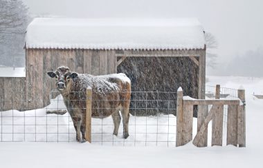 A brown mature cow dusted in snowfall stands behind a square mesh fence supported by wood posts. Behind it is a small wooden barn with a snow covered roof. Snow surrounds the scene. Snow covered trees are apparent further in the picture's background.