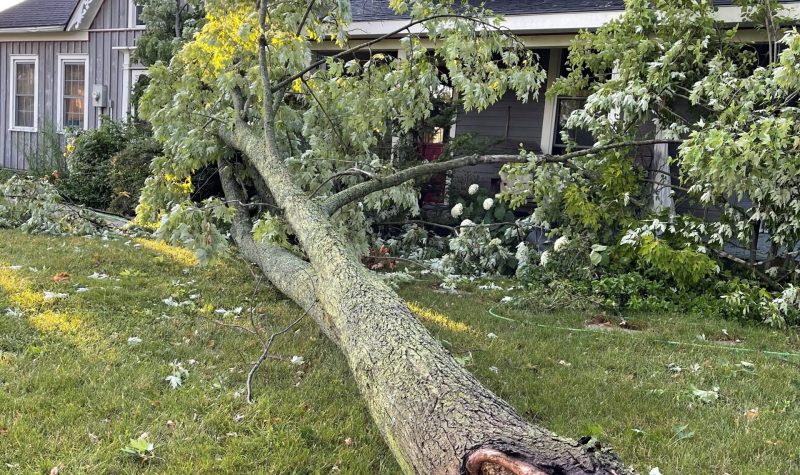 A fallen tree bough lying on the grass. The end of it brushing up against a grey wood slat home,