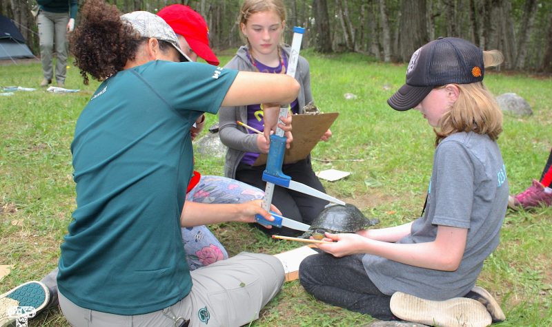 A turtle is measured by kids and Parks Canada staff
