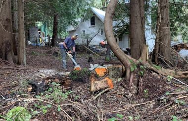 A man with chainsaw cutting fallen alders lying on ground in a clearing with forest all around