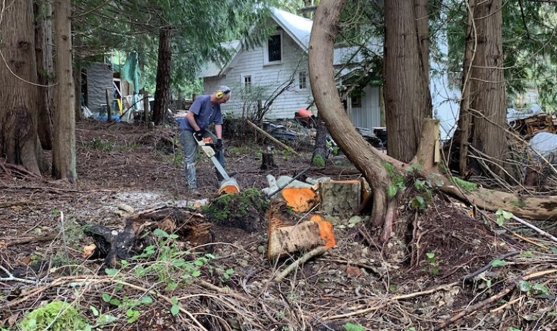 A man with chainsaw cutting fallen alders lying on ground in a clearing with forest all around