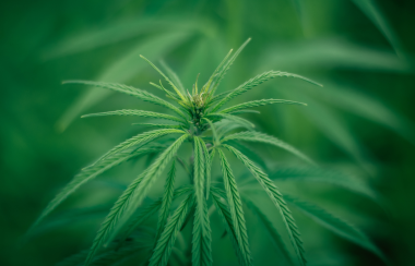 A cannabis plant sits in a patch of light with bright green leaves.