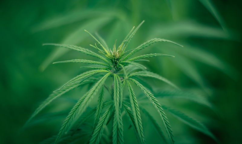 A cannabis plant sits in a patch of light with bright green leaves.