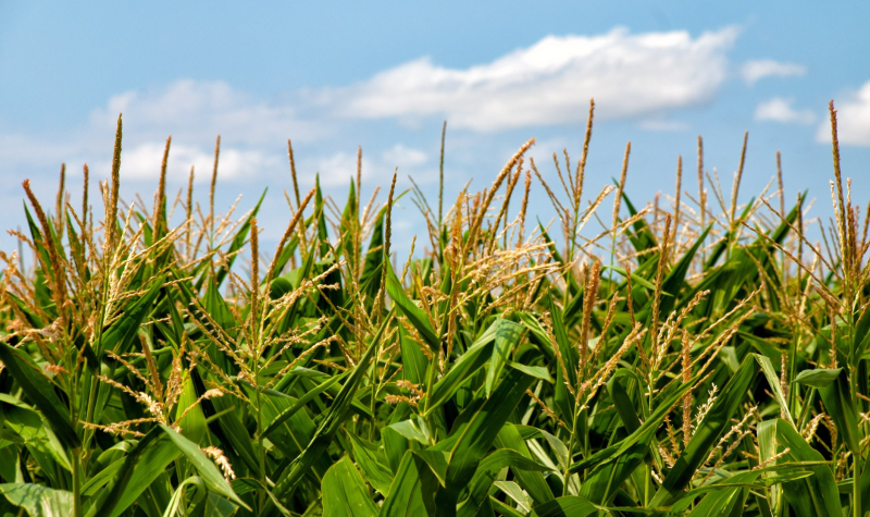 Corn field with vibrant green stock and a blue partly clouded sky.
