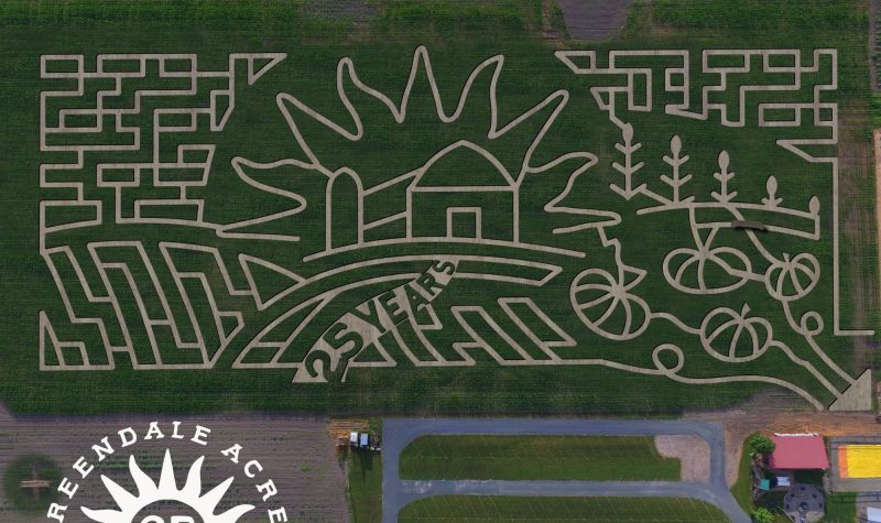 A maze cut out of a large field of corn. The design has the barn of Greendale Acres where the maze is located, and a banner cut into the design celebrating the maze's 25th anniversary on one side, and a row of pumpkins carved into the other side.