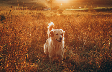 A golden retriever sits in a wheat field, with the sunlight shining behind it.