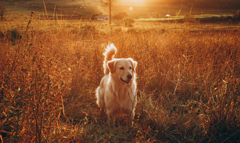 A golden retriever sits in a wheat field, with the sunlight shining behind it.