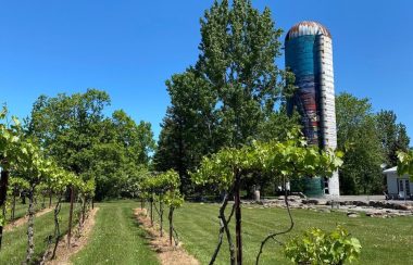 Le CSEPR célèbre son 40e anniversaire lors de l’assemblée générale annuelle au vignoble « Vankleek Hill Vineyard », le 26 septembre prochain. (Photo: Vankleek Hill Vineyard, facebook)