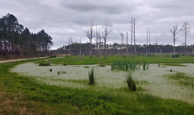 An example of a wetland ecosystem from Panama City Beach Conservation Park in Florida, USA. Wetlands, which clean water from pollution and limit flooding into nearby areas play a crucial role in sustaining healthy riparian land. Photo by E. Strauch.