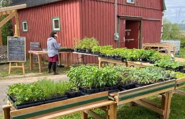 Tessa Kautzman stands in front of display tables with seedlings on them. There is a red barn in the background.