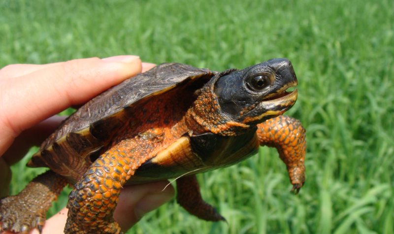 a closeup of a hand holding a baby turtle against a green lawn