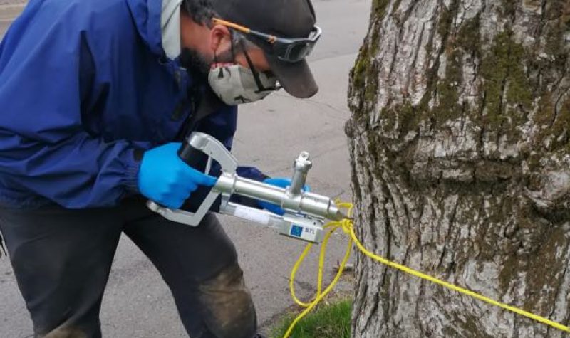 Rory Fraser of Woodpecker Tree Care inoculates an elm tree in Sackville on June 3, 2021. Photo: Erica Butler