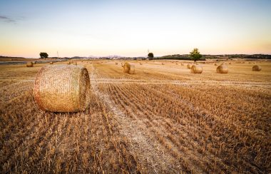 Vaste champ d'herbes jaunies avec des silos