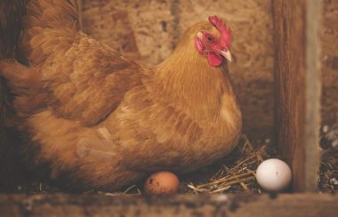 Une poule dans un poulailler a deux oeufs devant elle.