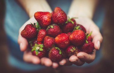 Two cupped hands hold a mound of fresh strawberries.