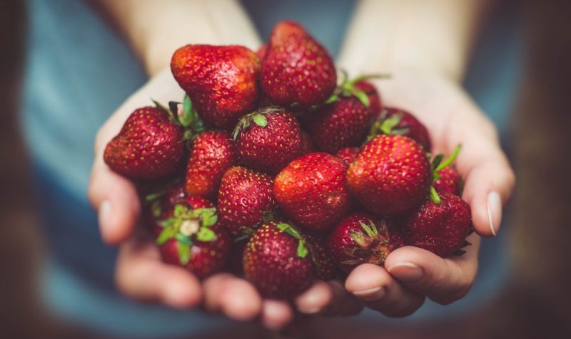 Two cupped hands hold a mound of fresh strawberries.