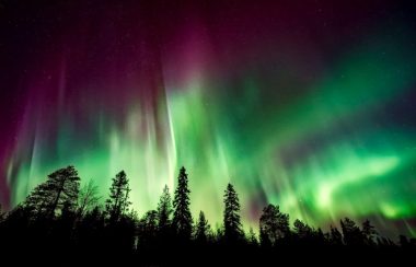 Plan sur une forêt de conifères, la nuit, avec une aurore boréale vive qui surplombe le ciel.