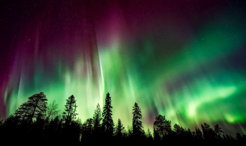 Plan sur une forêt de conifères, la nuit, avec une aurore boréale vive qui surplombe le ciel.