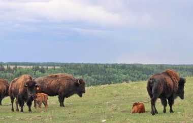 4 bisons adultes et 2 bébés bisons sont sur une colline de gazon. Derrière eux, un vaste terrain avec une forêt.