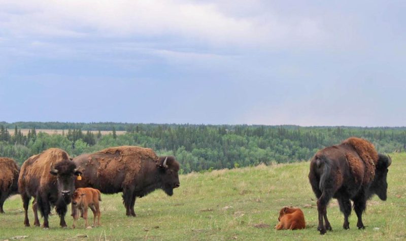 4 bisons adultes et 2 bébés bisons sont sur une colline de gazon. Derrière eux, un vaste terrain avec une forêt.