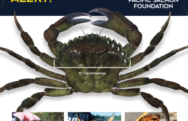 The invasive Green Crab is pictured from 4 perspectives.