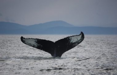 La queue d'une baleine sort de l'eau. On voit au loin des montagnes.