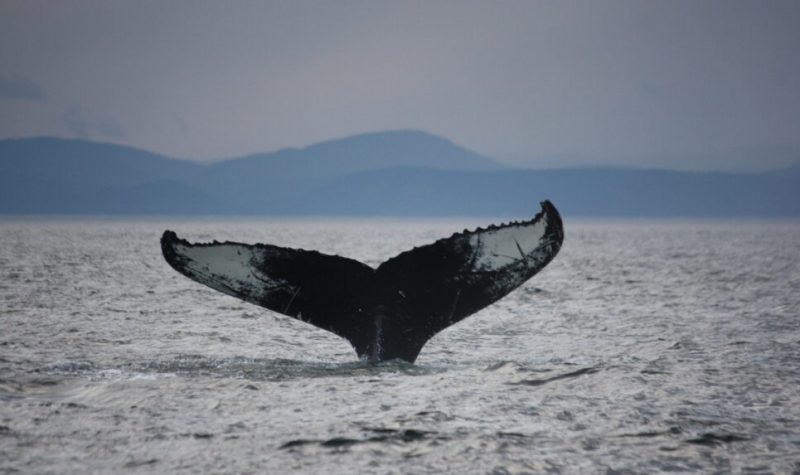 La queue d'une baleine sort de l'eau. On voit au loin des montagnes.