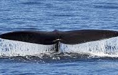 baleine-noire