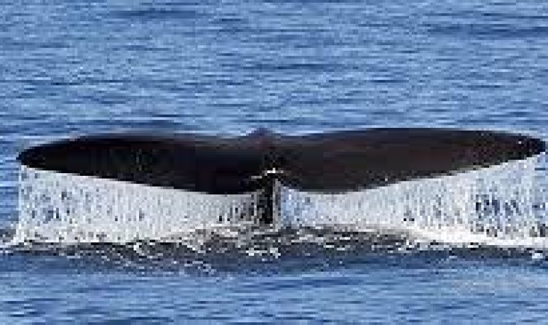 baleine-noire