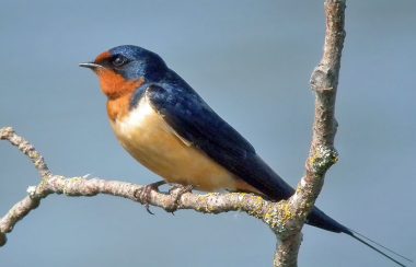 A blue and orange coloured bird sits on a tree branch.