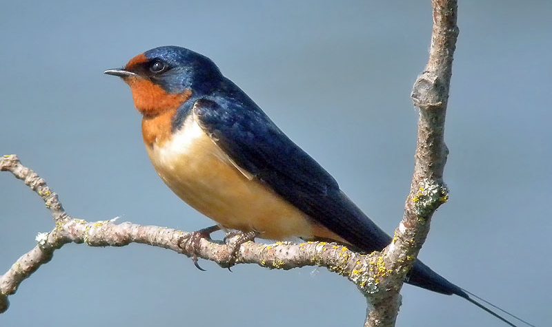 A blue and orange coloured bird sits on a tree branch.