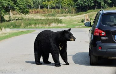 Route dans la campagne avec un ours noir sur la gauche d'une automobile de couleur noire