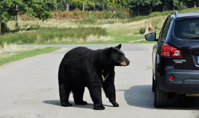 Route dans la campagne avec un ours noir sur la gauche d'une automobile de couleur noire