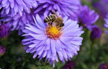 Une abeille posée sur une fleur mauve.
