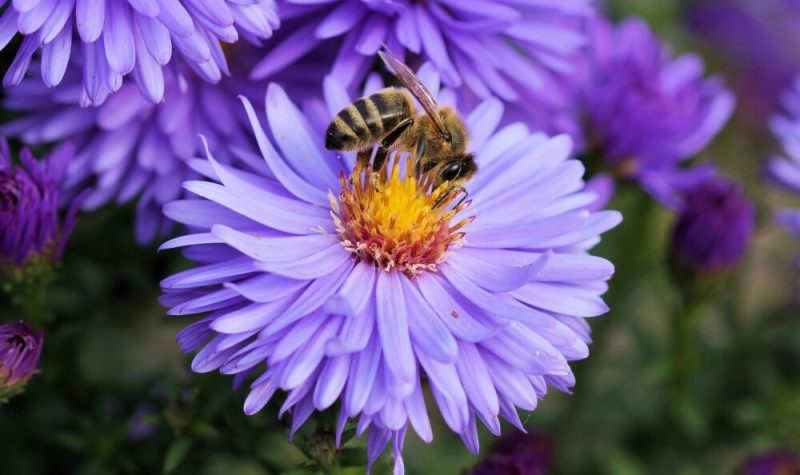 Une abeille posée sur une fleur mauve.