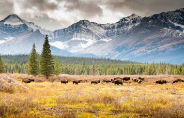 Bison graze in a field with trees behind them, and soaring mountain peaks take up the background.. Weather is cloudy.