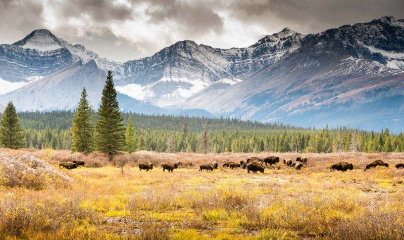 Bison graze in a field with trees behind them, and soaring mountain peaks take up the background.. Weather is cloudy.