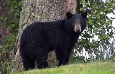 coesisting with bears on cortes island