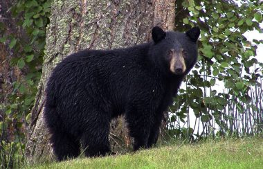 A black bear standing in front of a tree looking at the camera.