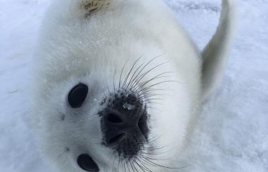 A photo of the whitecoat seal on the Ice