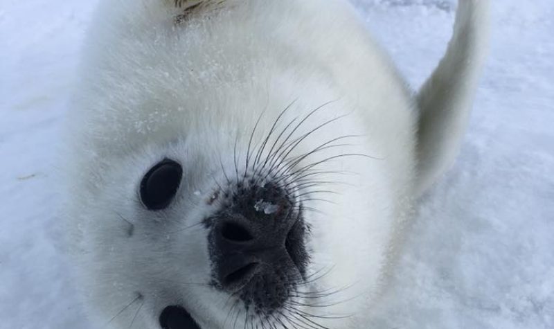 A photo of the whitecoat seal on the Ice