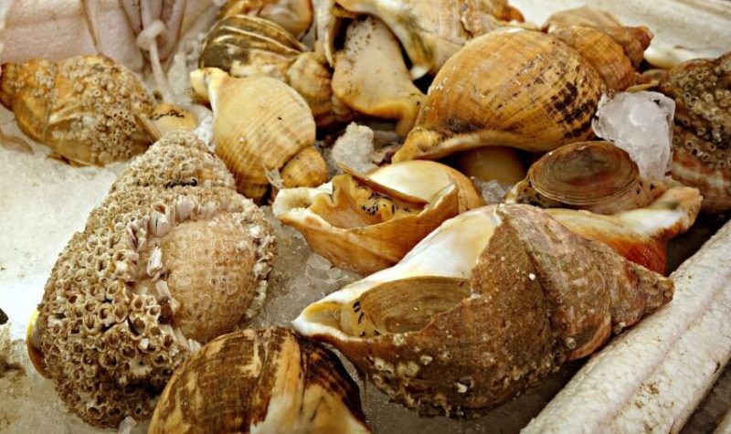 Plusieurs mollusques à coquillage beige.