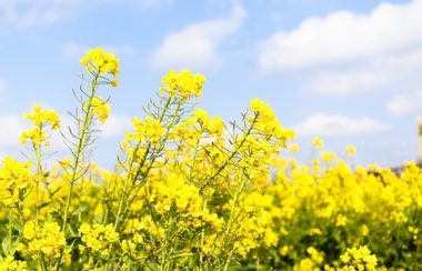 Vue sur des fleurs de canola jaune dans un champs.