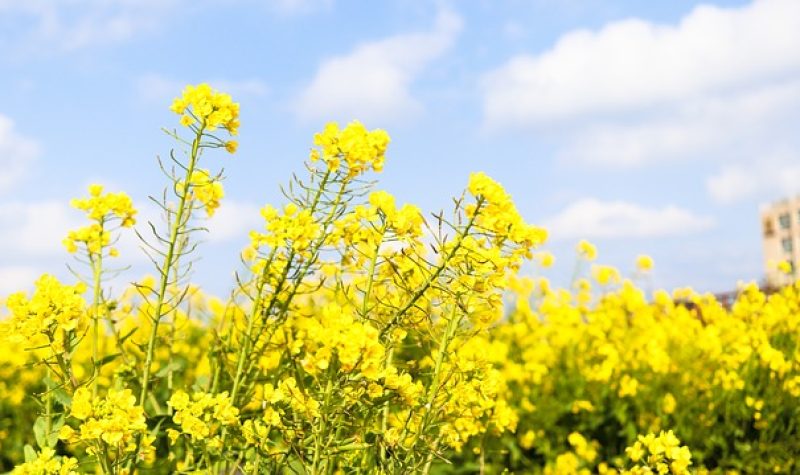 Vue sur des fleurs de canola jaune dans un champs.