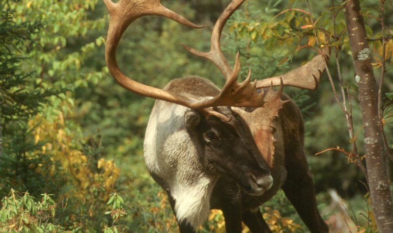 Le prélèvement est la principale raison du déclin du caribou en Basse-Côte-Nord selon le MFFP. – Photo tirée du site web du MFFP