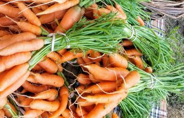 Carrots are sprawling in bundles in a stack.